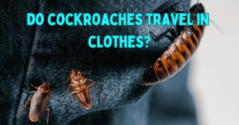 Do Cockroaches Travel In Clothes? A Guide To Prevention