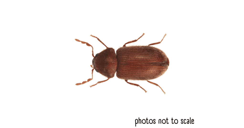 12-examples-of-brown-bugs-in-a-house-an-identification-guide