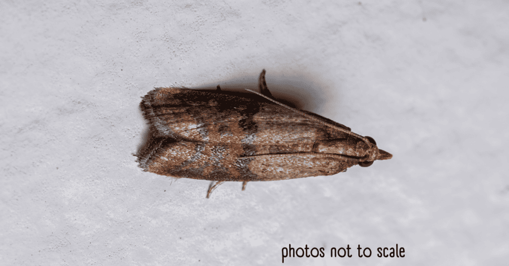 Indianmeal Moths - Tiny Brown Bugs That Fly