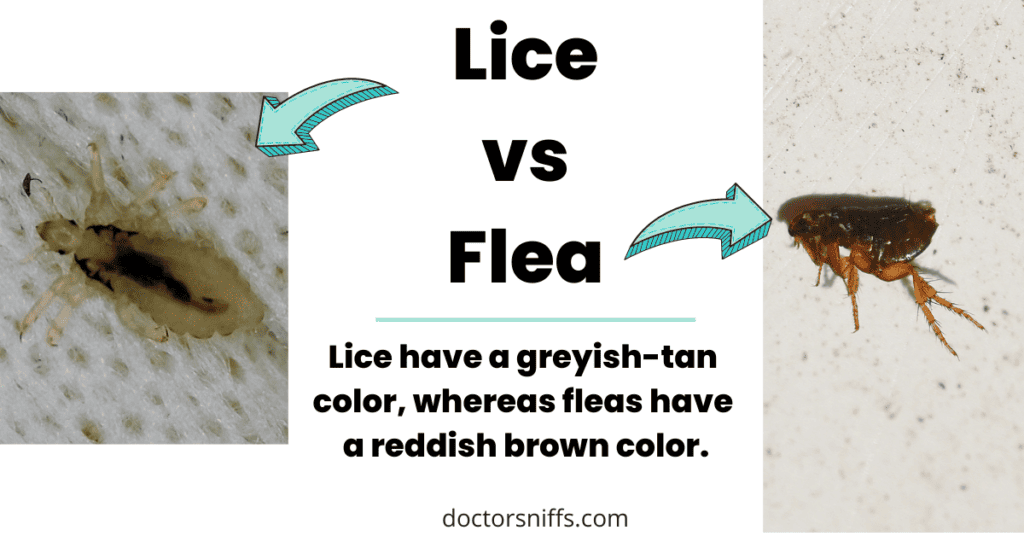 Lice vs flea