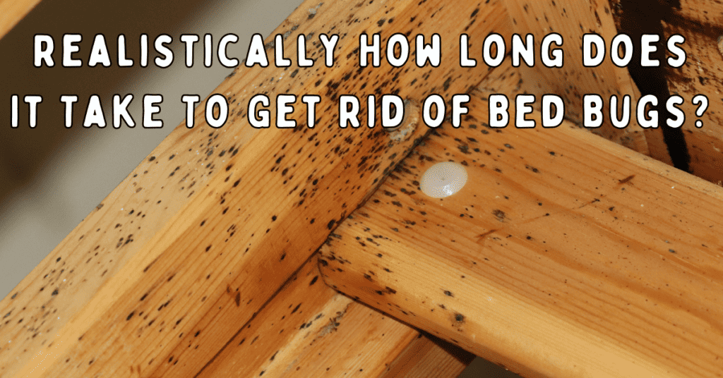 Realistically How Long Does It Take To Get Rid of Bed Bugs: bed bug fecal stains on wood