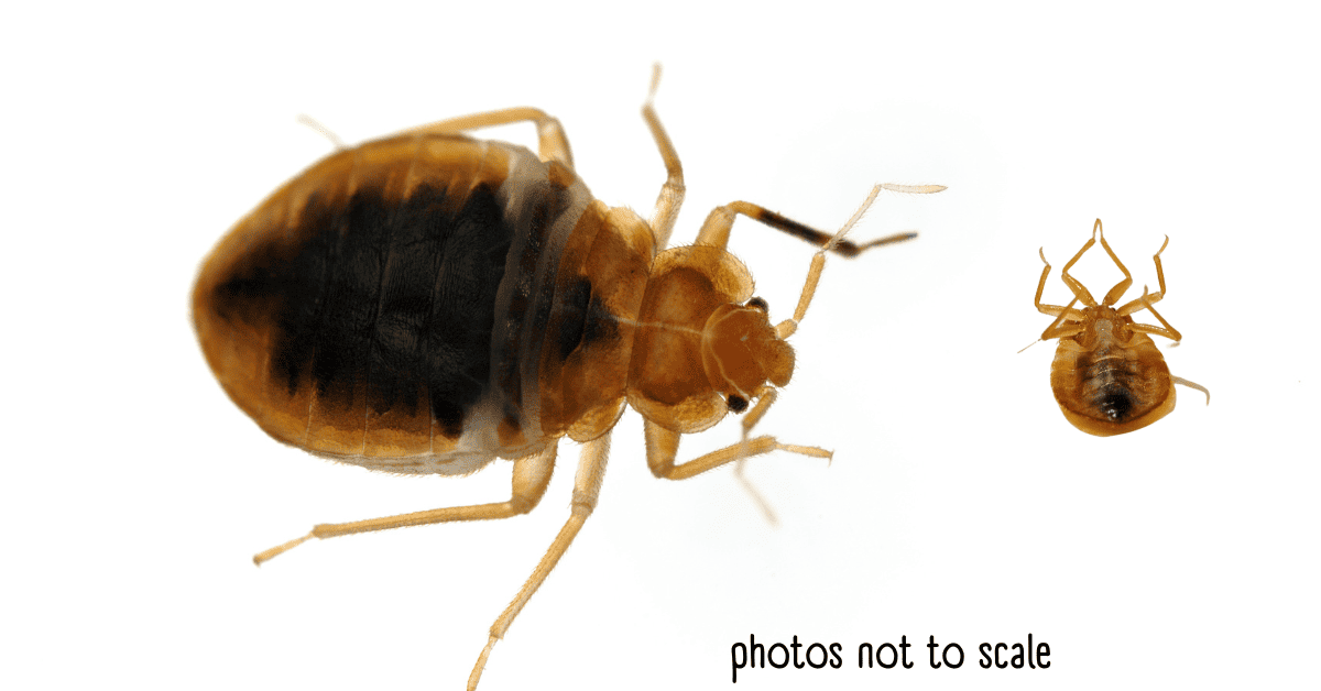 12 Examples of Brown Bugs In A House An Identification Guide