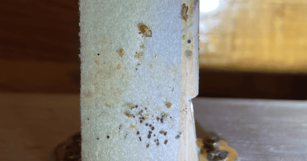 bed bug evidence on used furniture