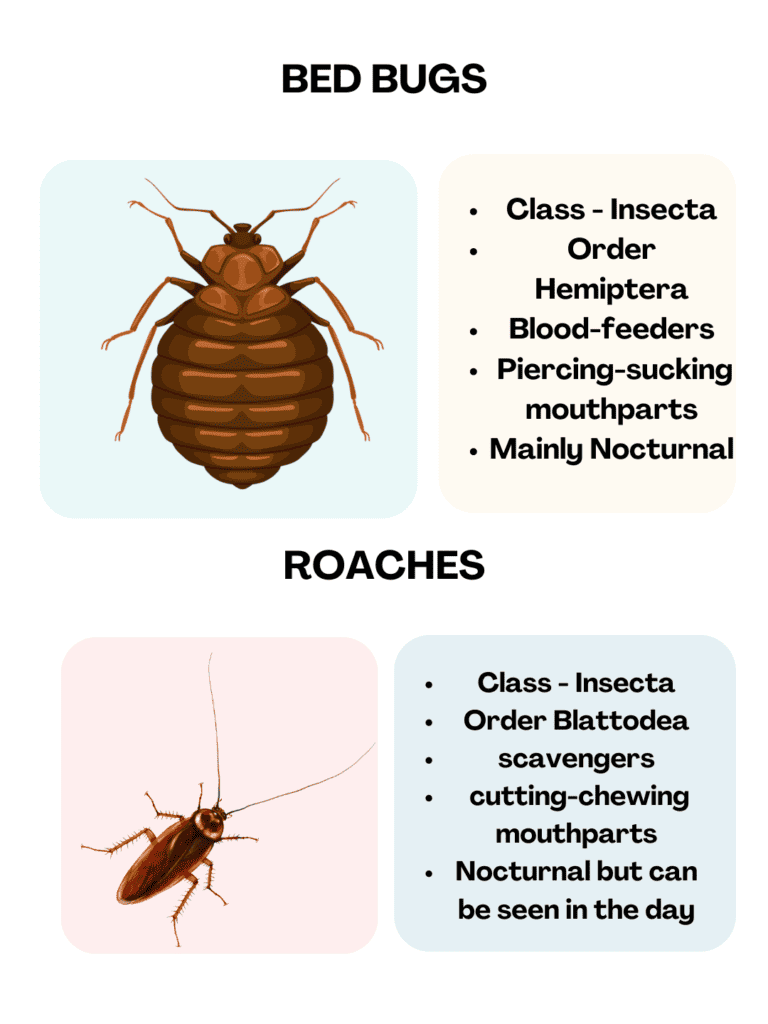 Bed Bugs vs Roaches: What are the Differences?