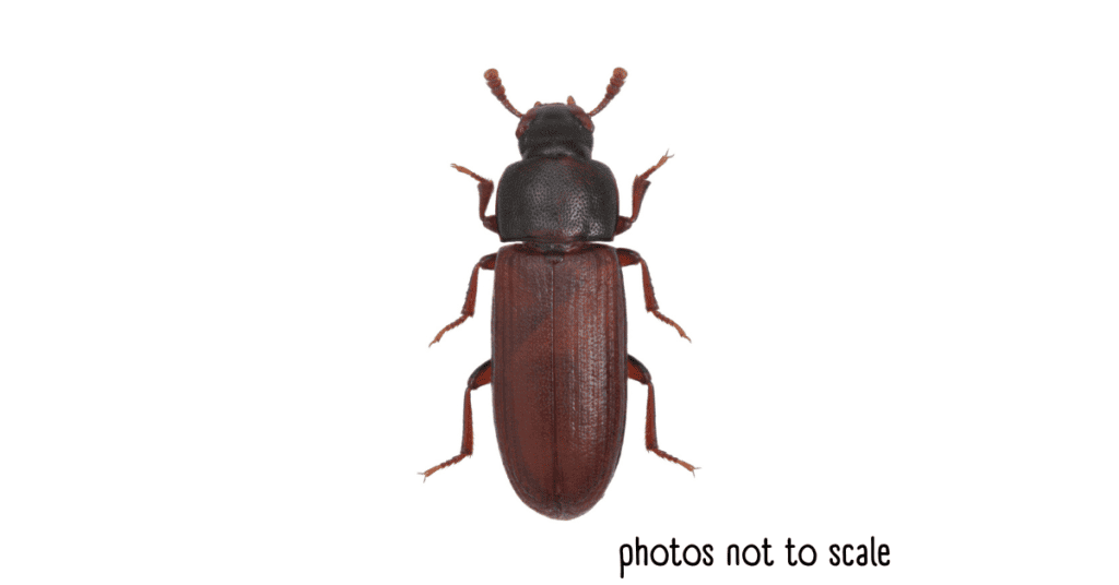 flour beetles - tiny brown bugs in house
