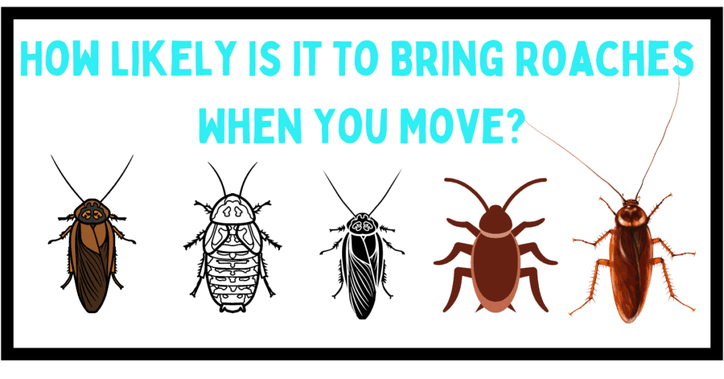 How Likely Is It To Bring Roaches When You Move