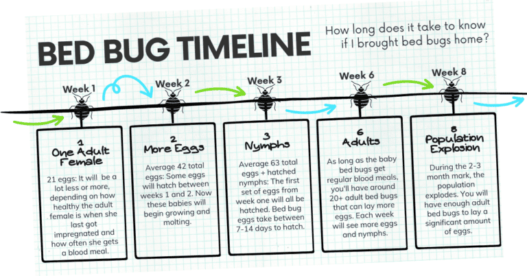How Long Before I Know If I Brought Bed Bugs Home?