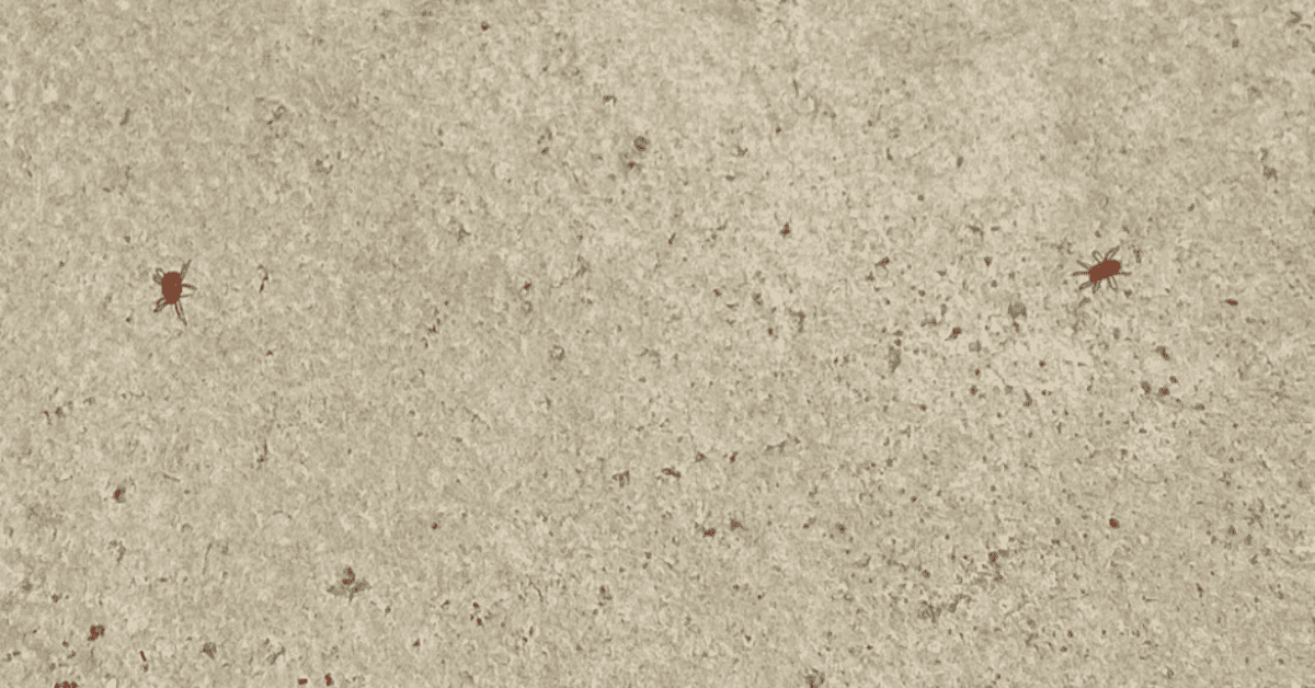 what are Concrete Mites Ultimate Guide!