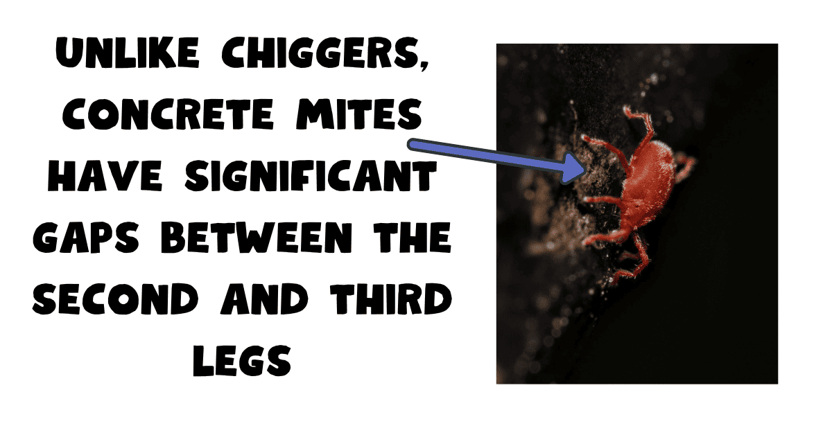 what are Concrete Mites Ultimate Guide!