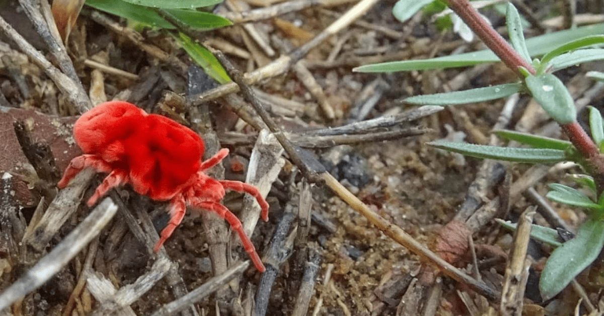 what are Concrete Mites Ultimate Guide!