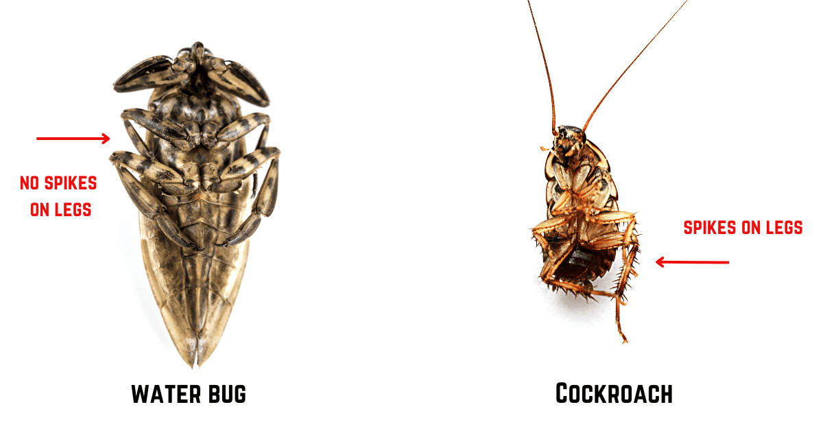 Water Bug VS Cockroach 9 Key Differences Explained