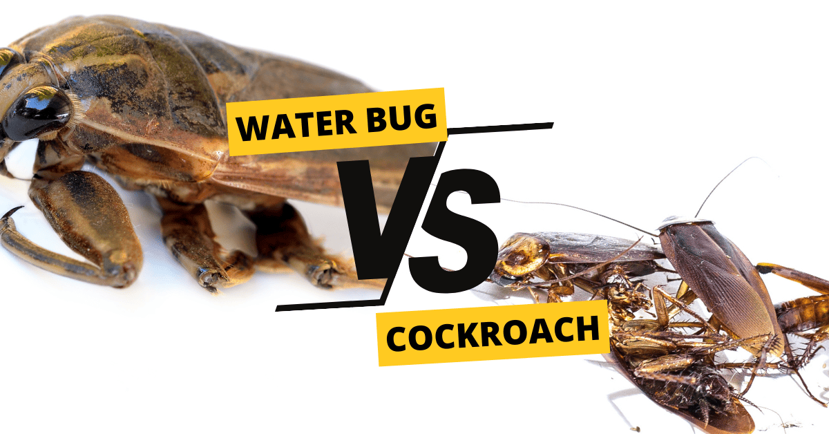 Water Bug VS Cockroach: 9 Key Differences Explained