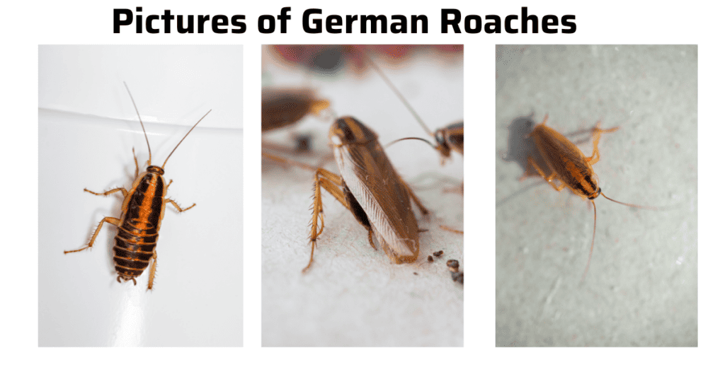 what do german roaches look like