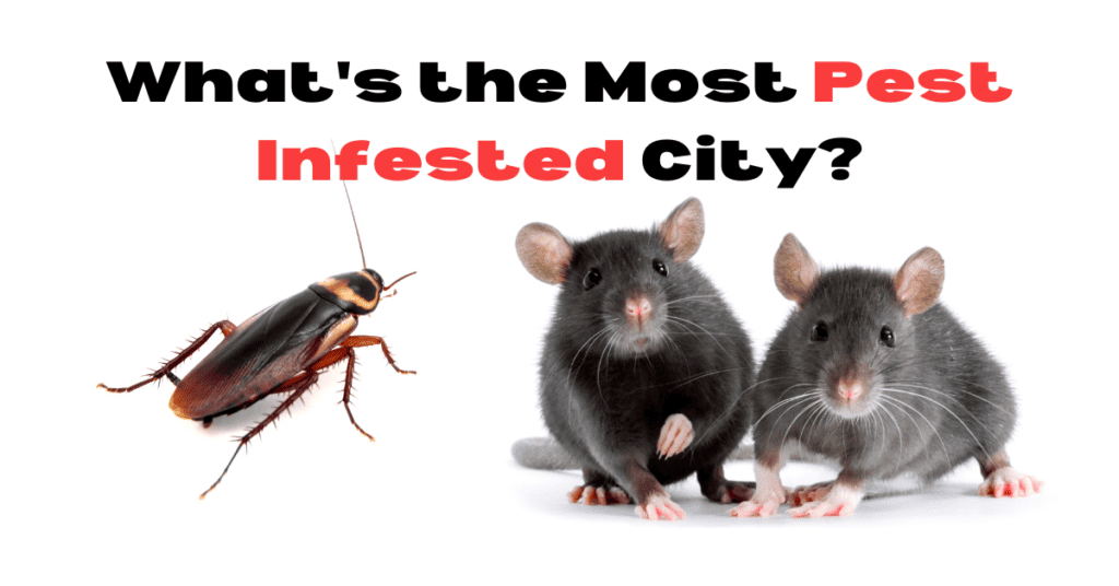 whats the most pest infested city