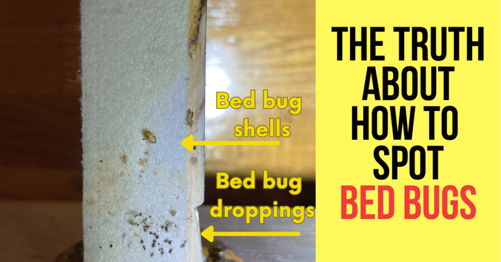 How to spot bed bugs