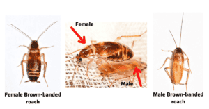 What is a Brown-Banded Cockroach? How to ID Them