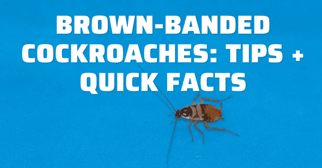 brownbanded cockroach facts