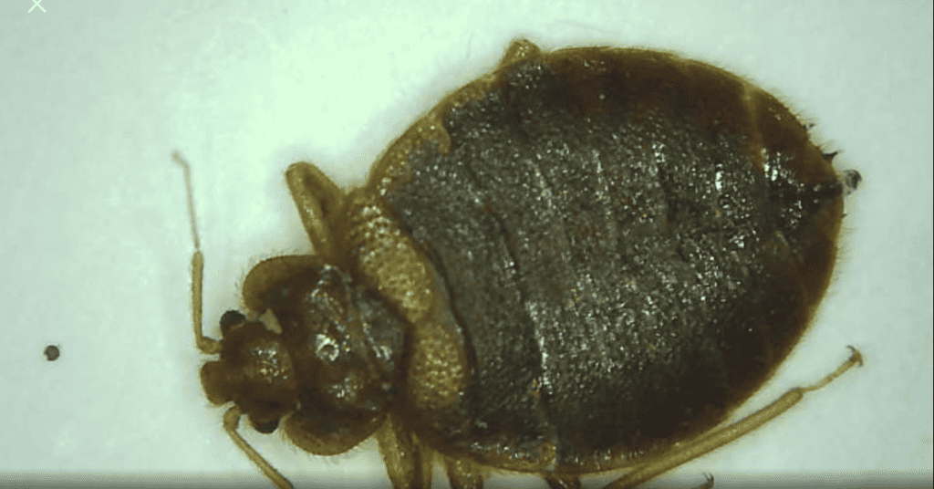 Adult female bed bug
