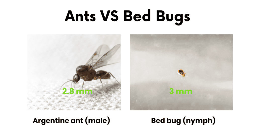 Ants VS Bed Bugs
