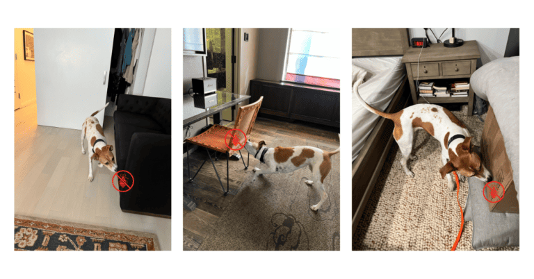 Bed Bug Dog Training: A Simple Guide to Effective Detection