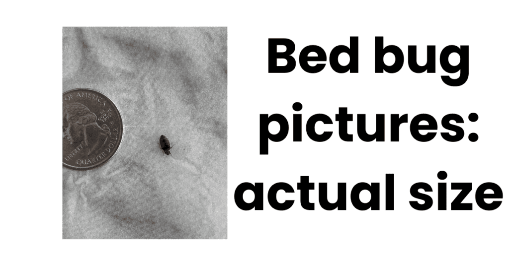 Bed bugs pictures actual size next to a quarter