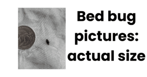 What Does A Bed Bug Look Like? Real Life Images of Bed Bugs