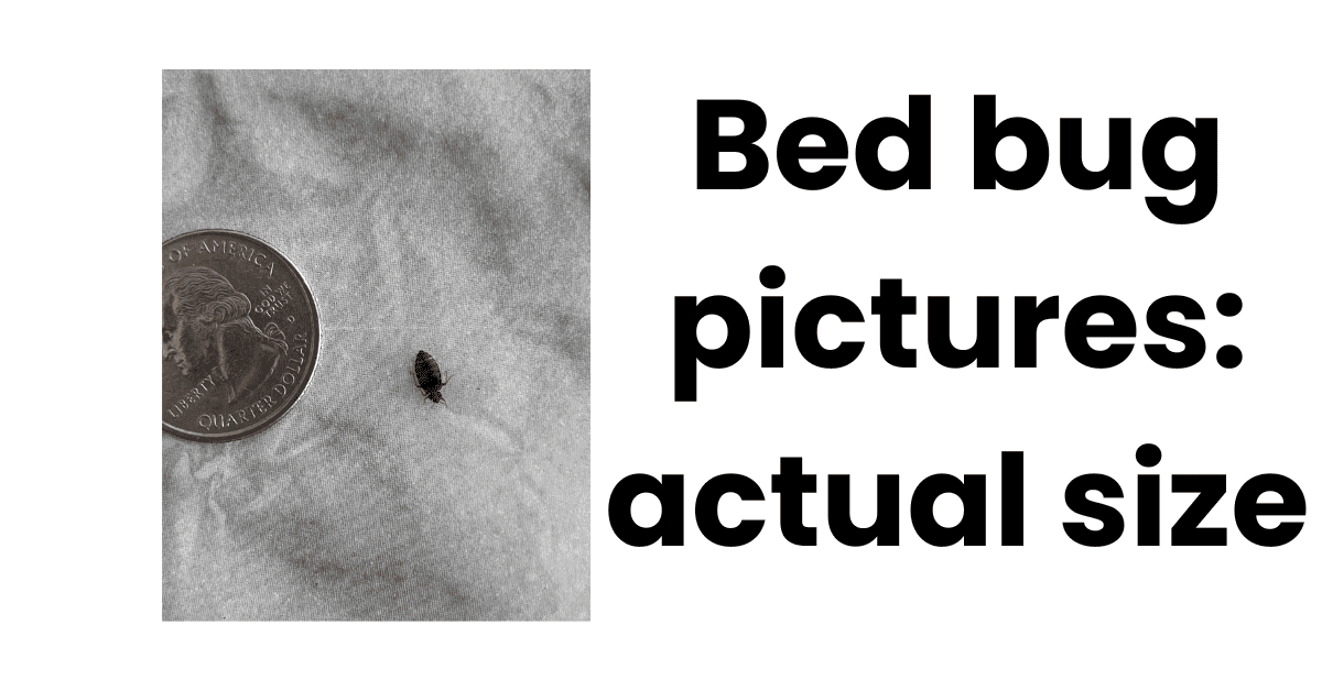 What Does A Bed Bug Look Like? Real Life Images of Bed Bugs