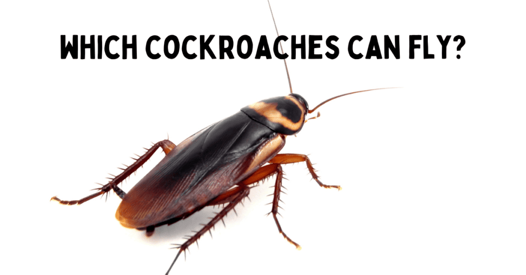 Can Roaches Fly. A cockroach with wings doesn't mean it can fly.