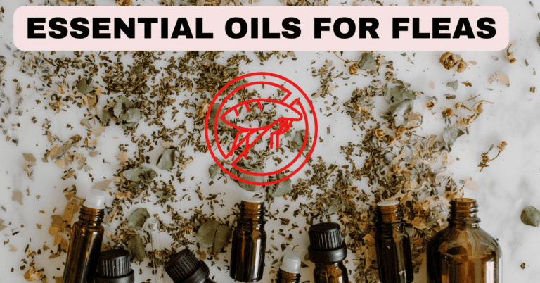 Picture of Essential Oils for Fleas: Effective Solutions for Getting Rid of Them