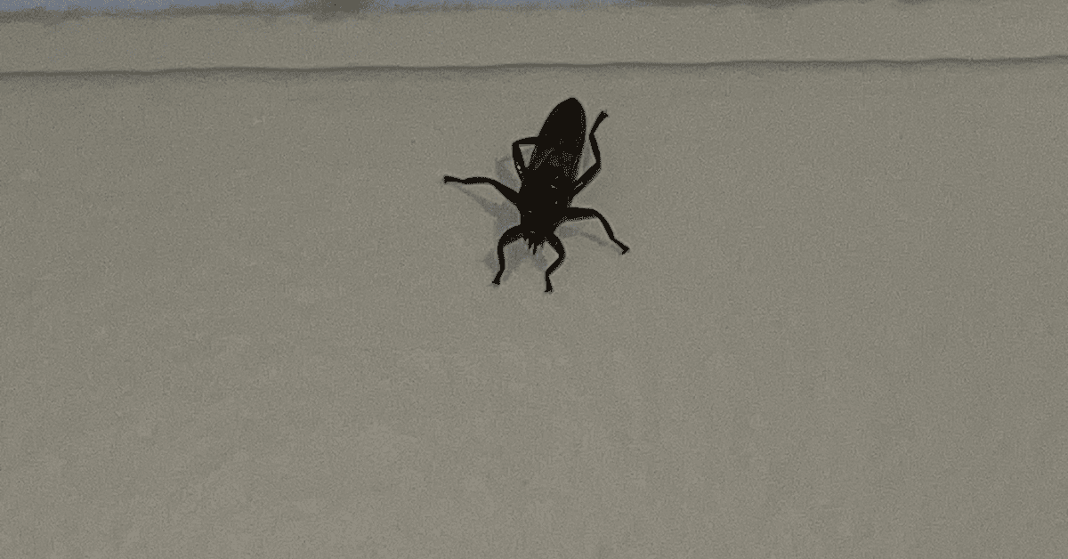 Biped Insect Help! No Signs of Bed Bugs, but I Have Bites
