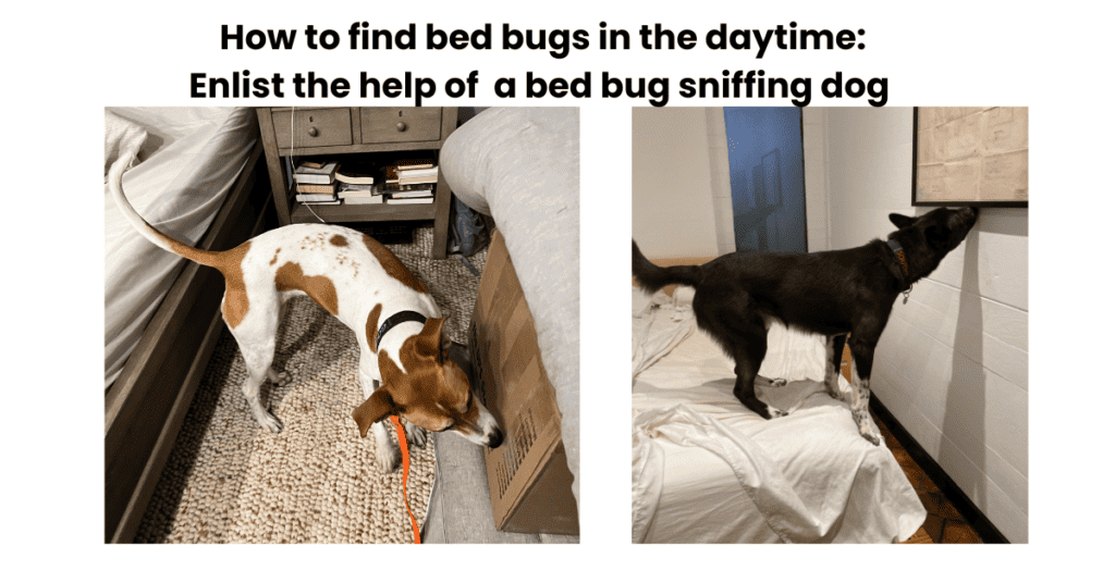 How to find bed bugs in the daytime_