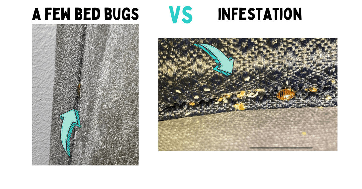 Top Signs for Identifying A Few Bed Bugs VS Infestation