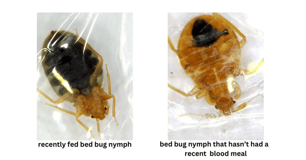 bed bug nymphs