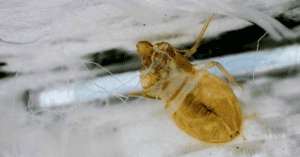 What Does A Bed Bug Look Like? Real Life Images of Bed Bugs