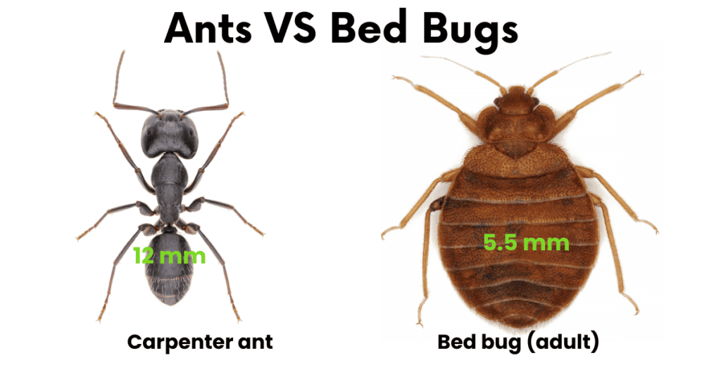 carpenter ant vs bed bug