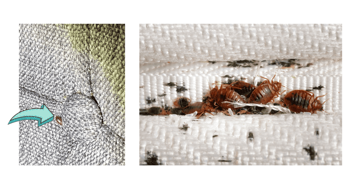 6 Tips For How to Find Bed Bugs During the Day