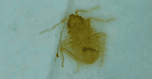 What Does A Bed Bug Look Like? Real Life Images of Bed Bugs