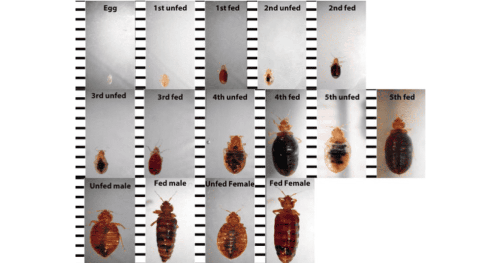 various sizes of bed bugs
