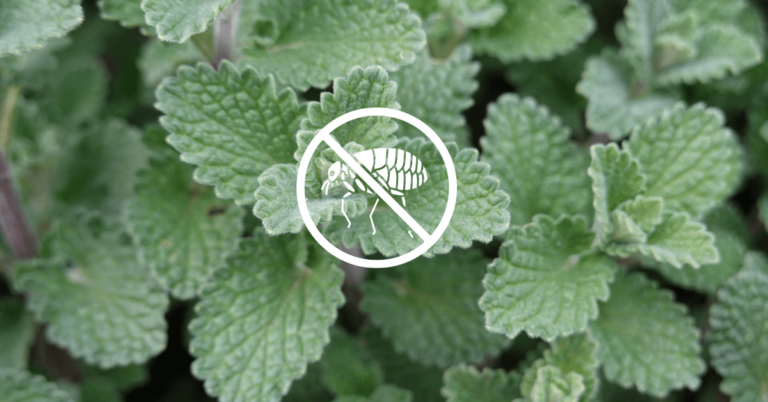16 Plants That Repel Fleas Naturally