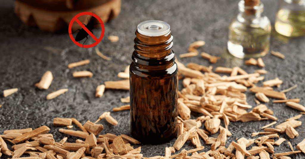 Cedarwood-Oil-Essential-oil-for-repelling-roaches