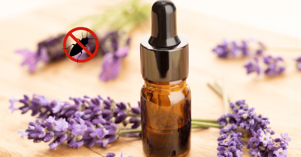 Lavender Oil- Essential oil for roaches