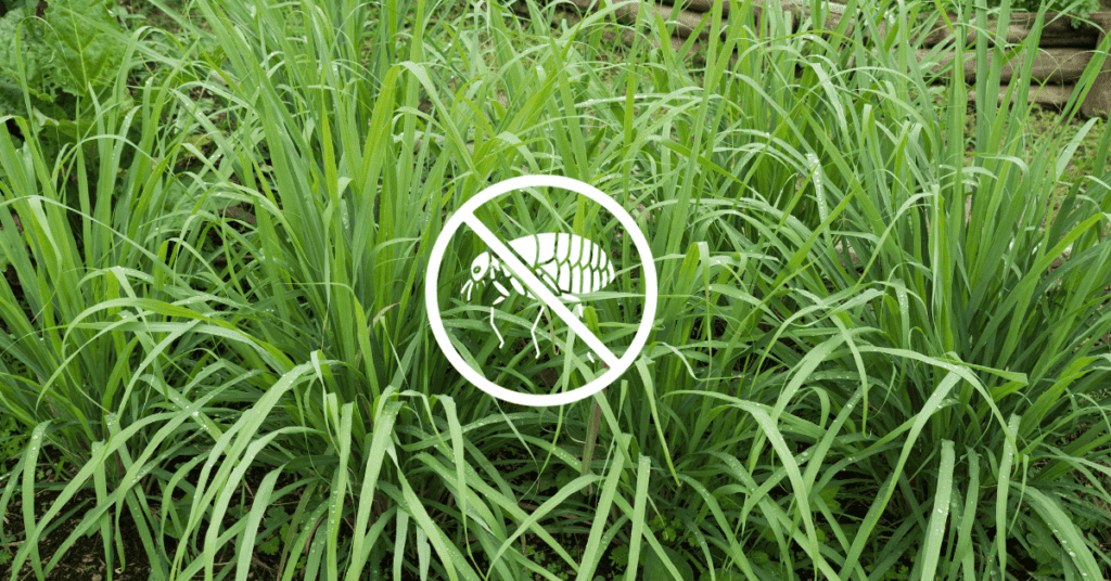 Lemongrass Plant That Repels Fleas