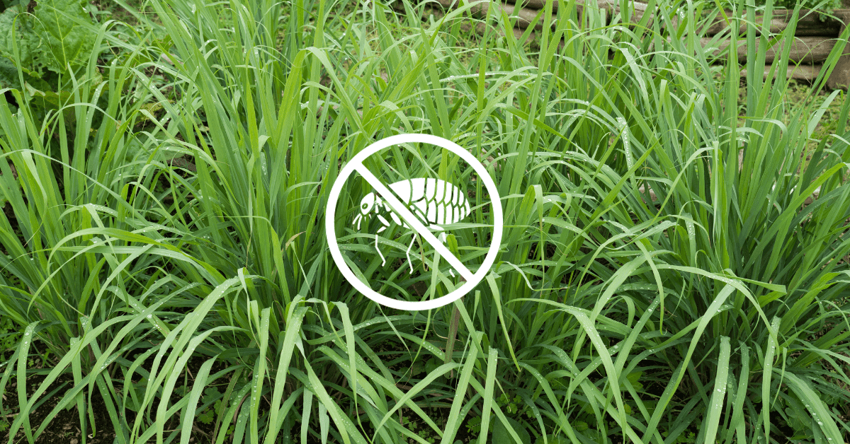 16 Plants That Repel Fleas Naturally