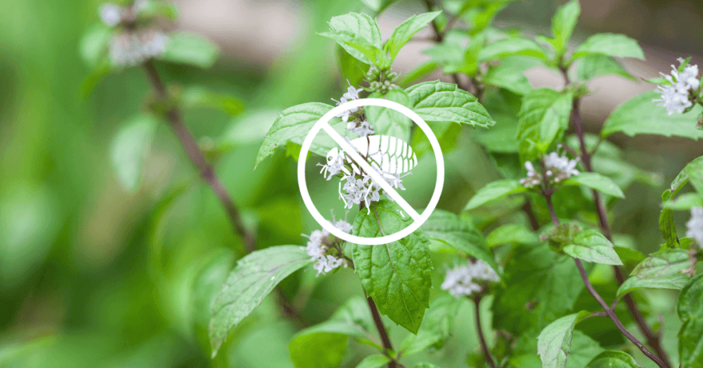 Mint Plants That Repel Fleas naturally