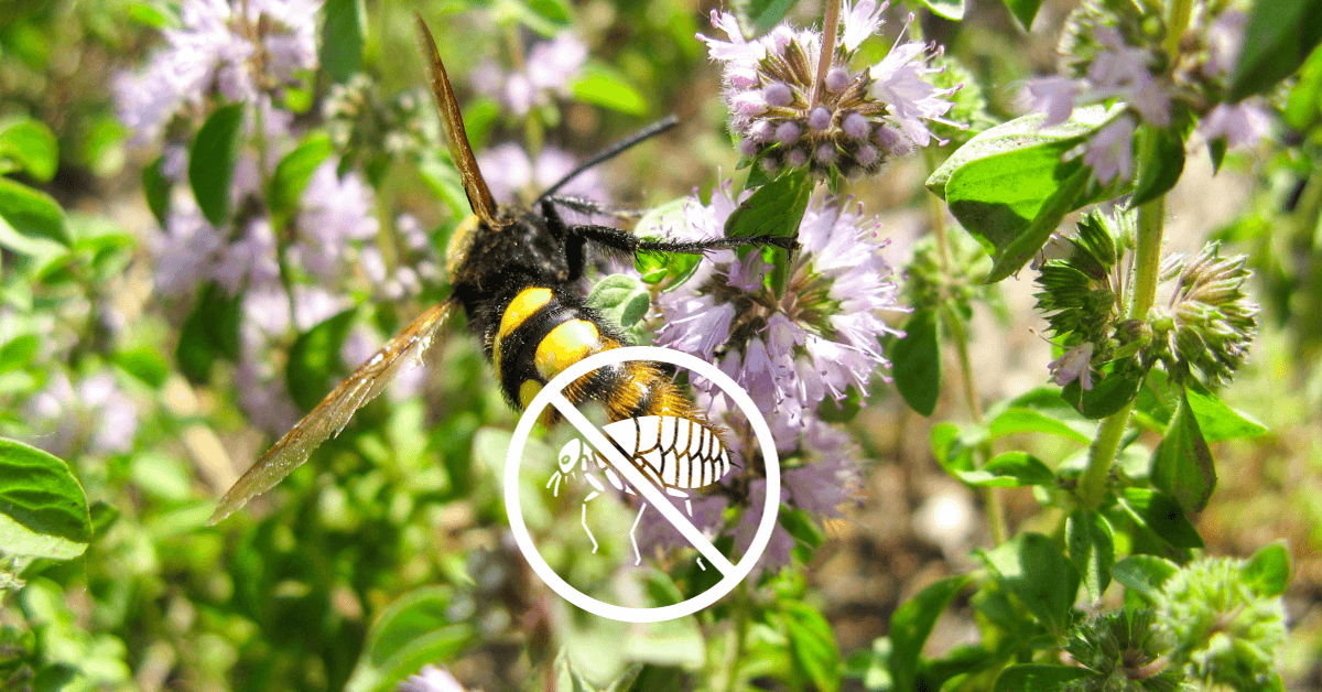 16 Plants That Repel Fleas Naturally