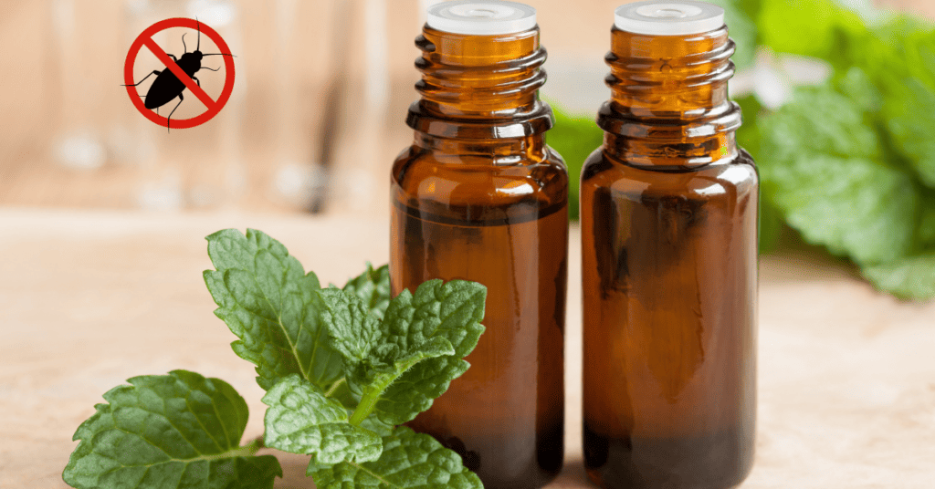 Peppermint Oil - Essential oil for repelling roaches