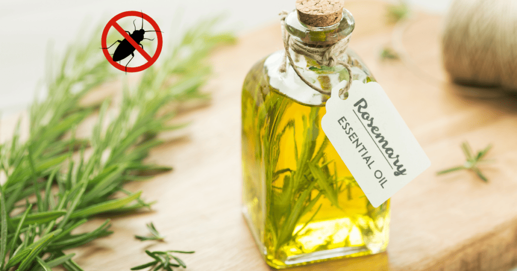 Rosemary Oil - what do roaches hate