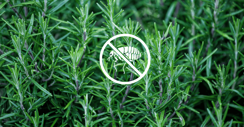 Rosemary Plants That Repel Fleas for Your Vegetable Gardens