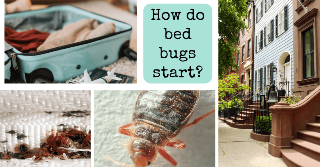 how do bed bugs start