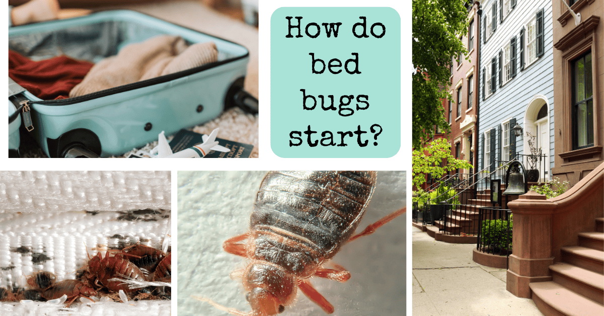 How Do Bed Bugs Start? You May Be Surprised
